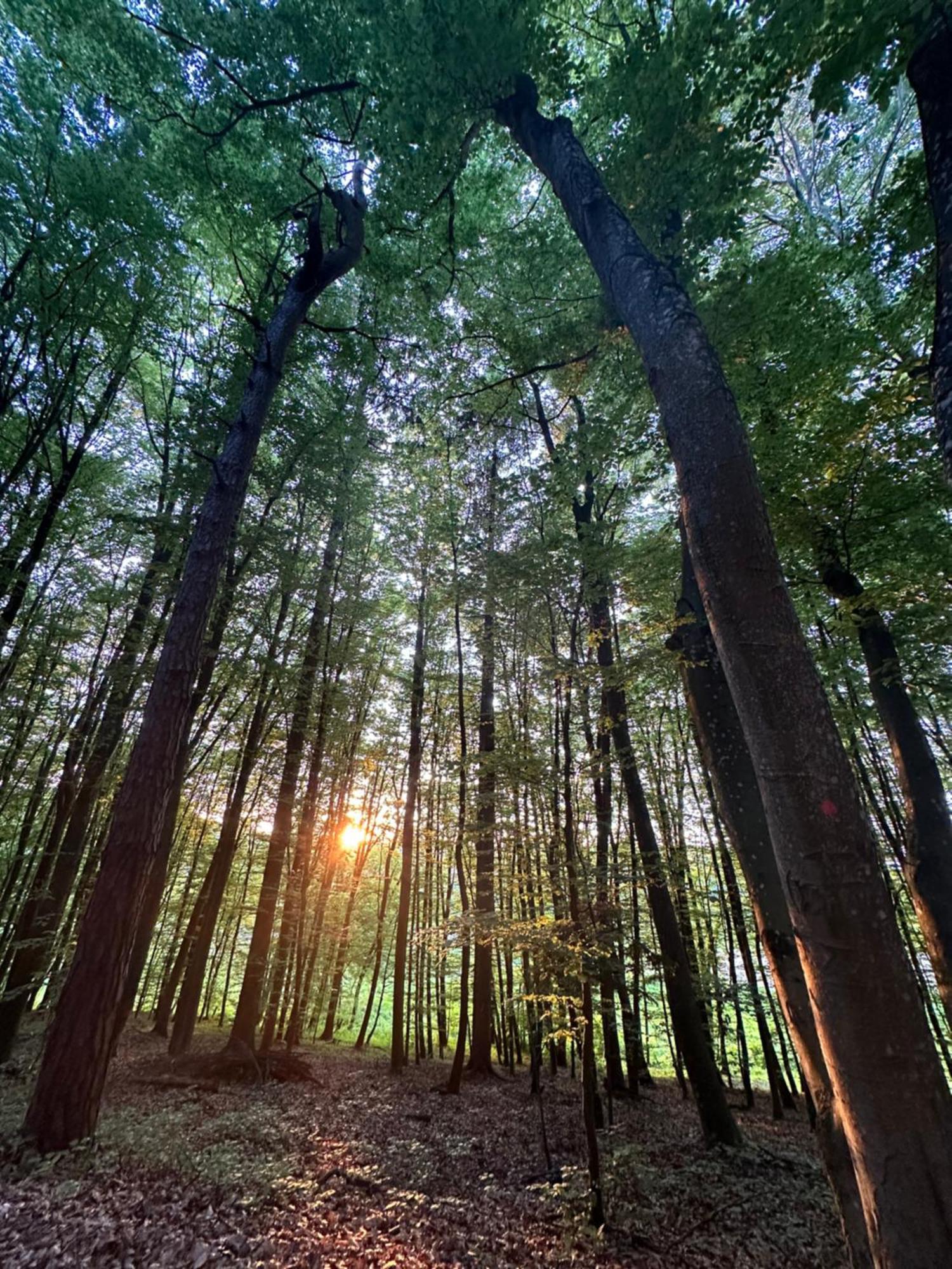 Living Forest Resort Моравске-Топлице Экстерьер фото